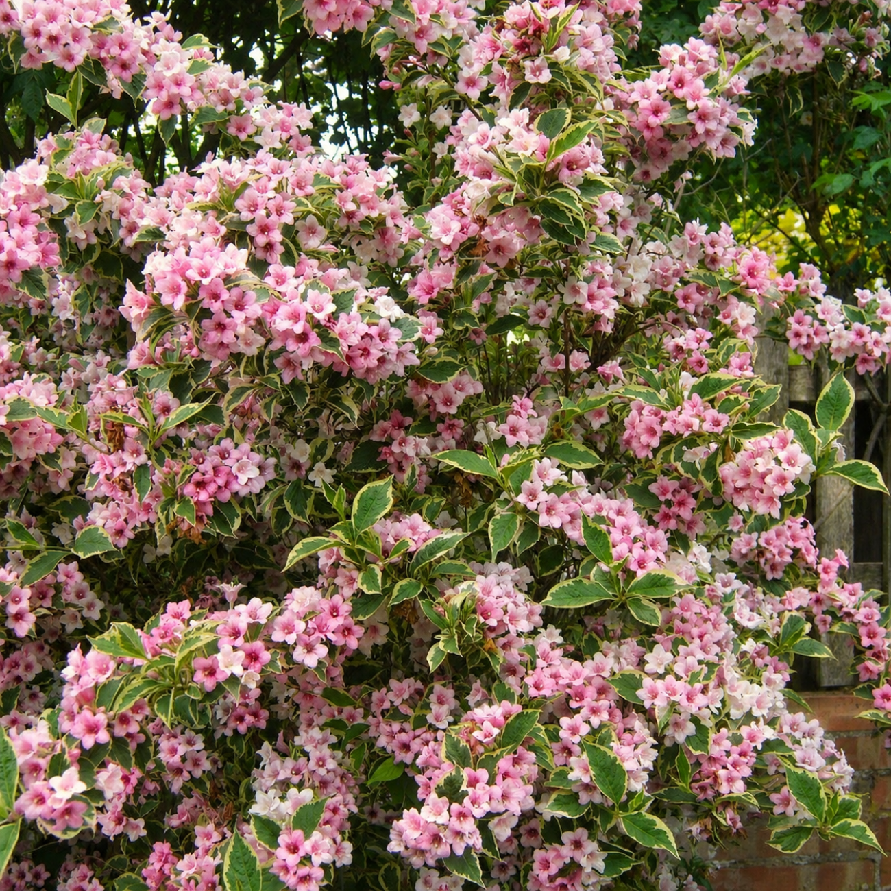 Obrázok Vajgela kvetnatá (Weigela florida) ´LOOYMANSII AUREA´ - výška 40-60 cm, kont. C7.5L